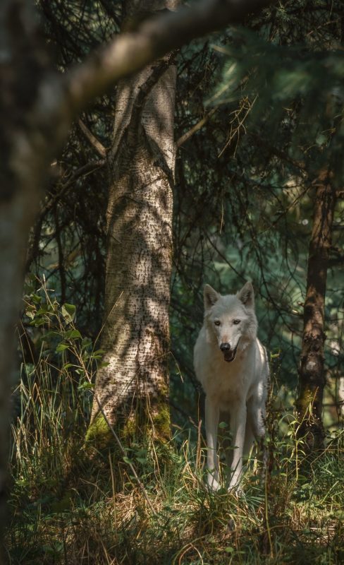 The beautiful white wolf in the forest